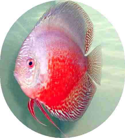 Red White Discus Fish - 2 inch